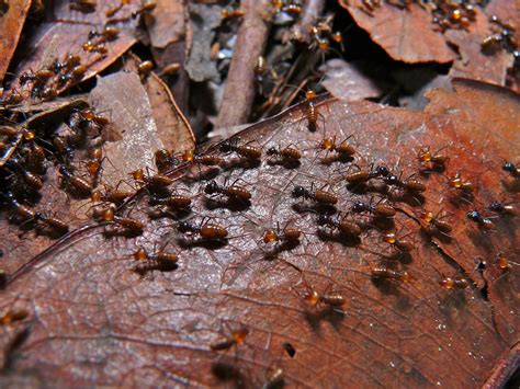 4 Ways To Detect Termite Infestation | The Digest