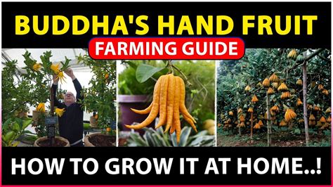 Buddha's hand fruit Farming | How to grow buddha's hand fruit plant at ...