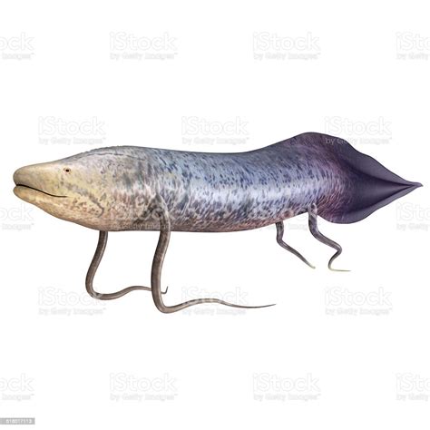 Protopterus Stock Photo - Download Image Now - Lungfish, Africa, Animal ...