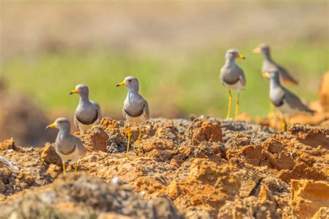 Grey-headed lapwing (Vanellus cinereus)