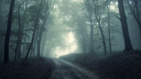 Dark Forest Wallpaper Hd 634018 - Dark Forest (#302904) - HD Wallpaper ...