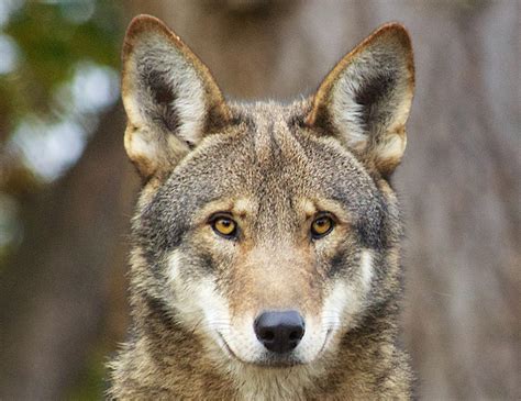 Red Wolf Conservation - The Laurel of Asheville