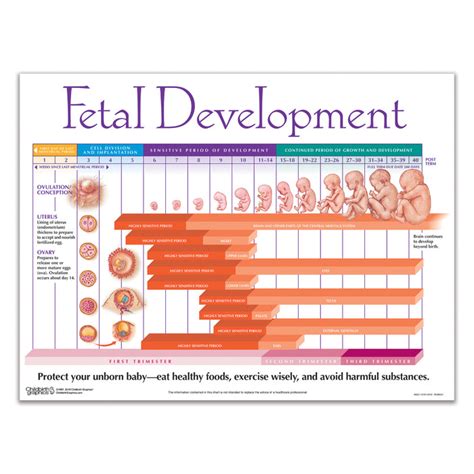 Weekly Fetal Development Chart | Childbirth Graphics