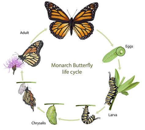 Life Cycle Of A Monarch Butterfly 4 Stages