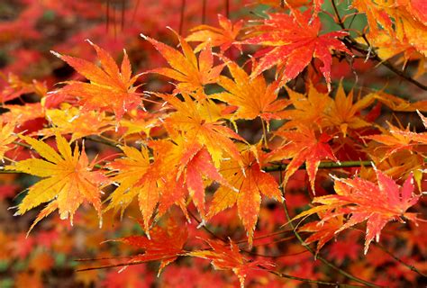 Japanese maples reveal the vivid hues of fall on the Gulf Coast (Finch ...