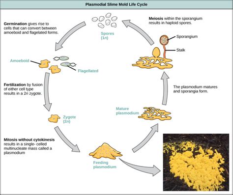 Amoebozoa | Biology for Majors II