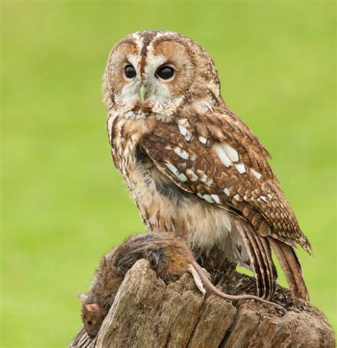 The tawny owl — the SCOTTISH countryman | Tawny owl, Owl species, Owl ...