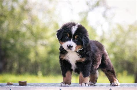 How Many Puppies Do Bernese Mountain Dogs Have? Vet Reviews Facts ...