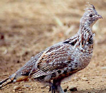 Ruffed Grouse Facts, Habitat, Diet, Life Cycle, Baby, Pictures