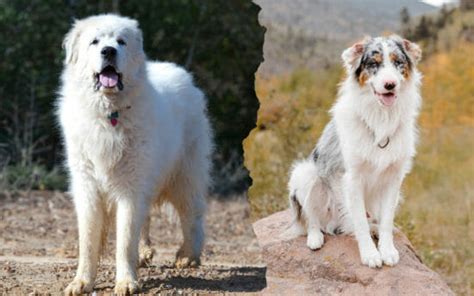 Great Pyrenees Australian Shepherd Mix - AllShepherd