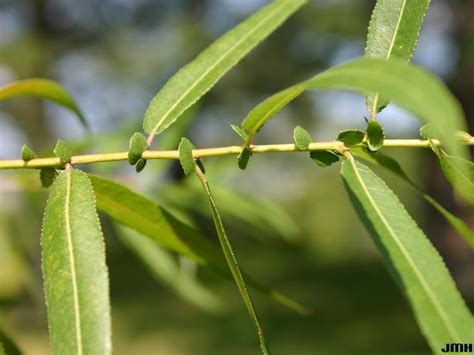 Black willow | The Morton Arboretum