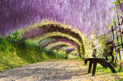 Japan Travel: A Walk Through the Magical Wisteria Tunnel