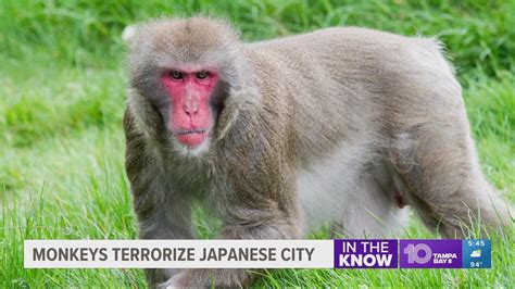 Monkey attacks rattle Japanese city | wtsp.com