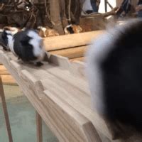 Guinea Pig GIFs - Find & Share on GIPHY