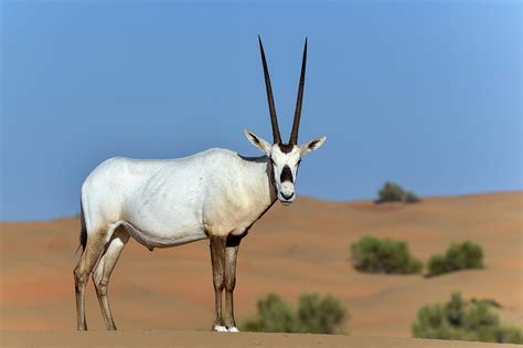 Scientists are fighting to save the iconic Arabian oryx - Earth.com