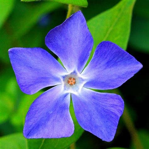 Photographer, Writer and Spiritual Counselor, Paul Hood: Periwinkle ...