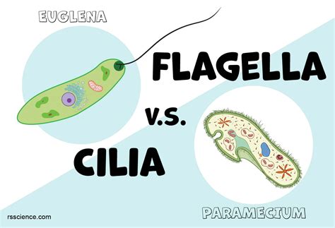 Flagella and Cilia – Definition, Structure, and Functions - Rs' Science