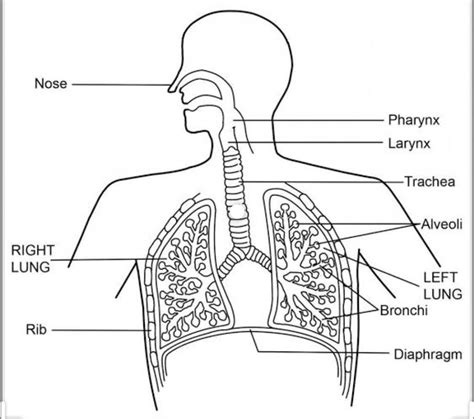 Draw A Neat Labelled Diagram Of Human Respiratory System