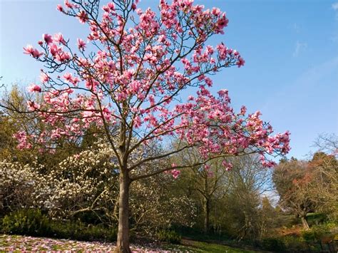 Magnolia Tree Types - Learn About Common Varieties Of Magnolia Trees ...