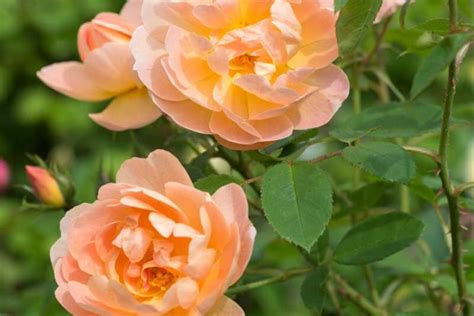 Rosa The Lark Ascending (English Rose)