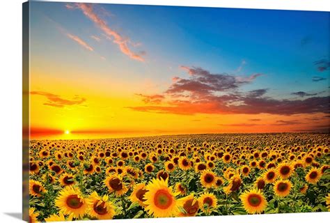 Sunflowers in a field at sunset Wall Art, Canvas Prints, Framed Prints ...