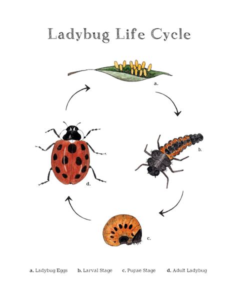 Life Cycle Of Ladybug