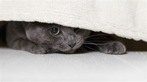 New Cat Hiding Under The Bed – 9 Tips to Stop Your Cat From Hiding