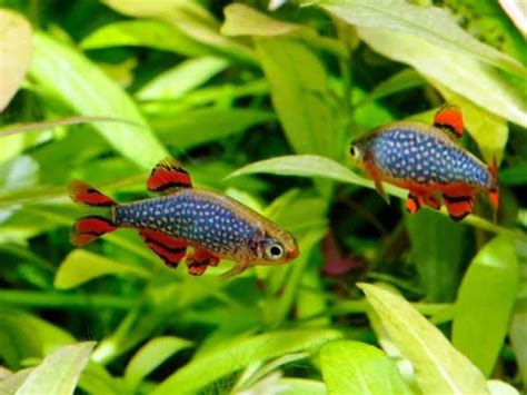 12 Most Popular Types of Danios | Fishkeeping World