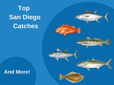 San Diego Fishing: The Complete Guide (Updated 2022)