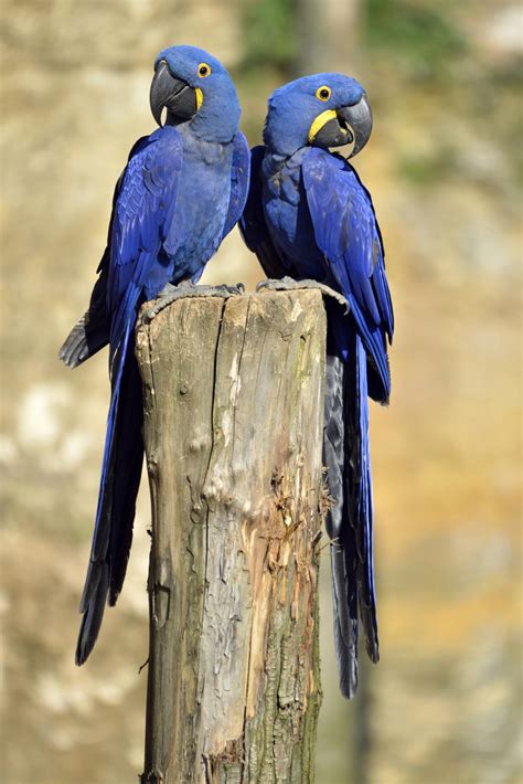 Quick Facts About the Oh-so-pretty Hyacinth Macaw