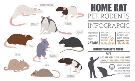 28 Common Types of Rodents In and Around Your Home | Pet rodents ...