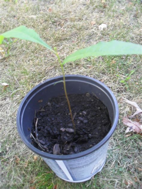 Baby Pecan Tree Sapling by Miss-Merlina on DeviantArt