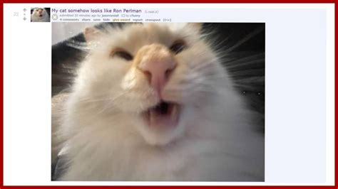 Does This Cat Look Like Ron Perlman? - METAFLIX