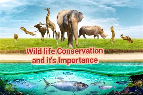 Philosophy And Significance Of Wildlife Conservation | by ...