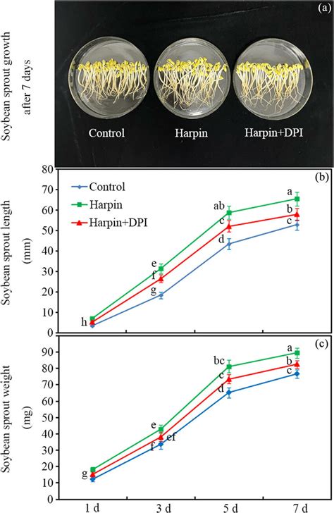 Sprout length and fresh weight. Effects of 30 mg L⁻¹ harpin on sprout ...
