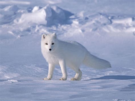 Arctic Foxes: Too Beautiful for Their Own Good - Wild Edens Project