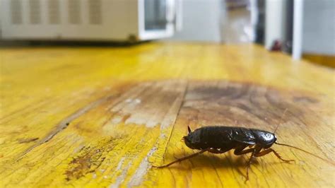 What Are Signs Of Cockroach Infestation In The House? – Forbes Home