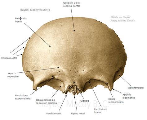 Anatomía.