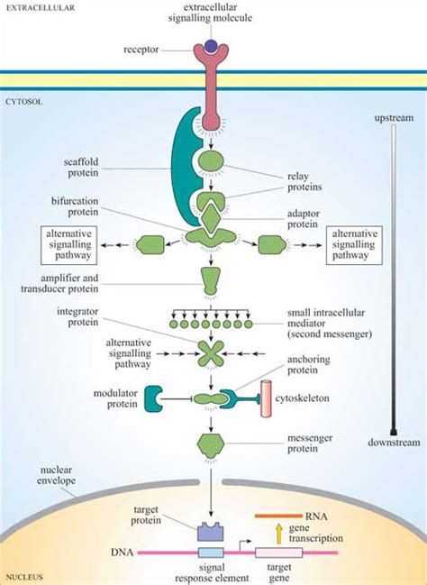 Signal Transduction Pathway