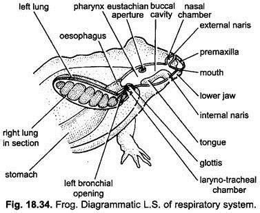 Respiratory System In Frog - alpinemoms