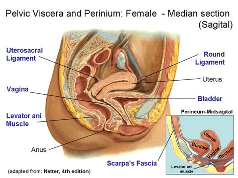 54+ Female Pelvic Anatomy Diagram - LochlinZakkery