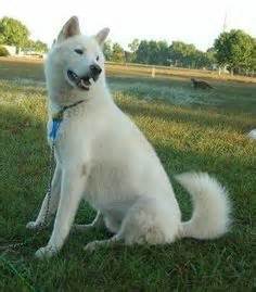 Huskita (Akita-Husky Mix) Info, Temperament, Training, Puppies, Pictures