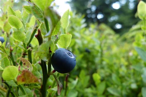 Bilberry Bushes / Plants For Sale UK | Bilberry Facts