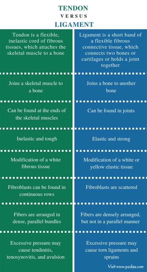 Difference Between Tendon and Ligament | Definition, Structure ...