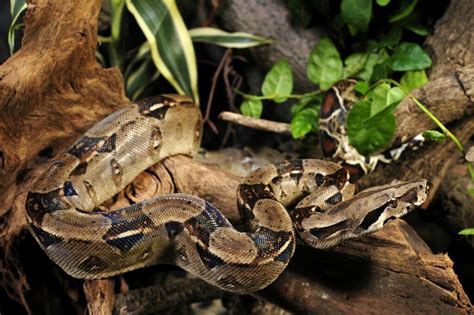 A miénk mentesítési kabin que comen las boas bebes A hotel teher múlt