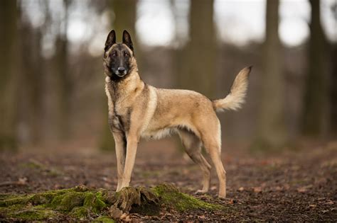 BERGER BELGE MALINOIS - Cadcie