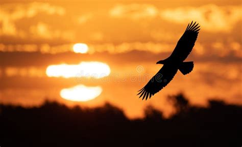 542 Eagle Flying Ocean Sunset Stock Photos - Free & Royalty-Free Stock ...