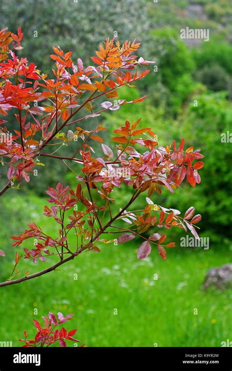 Terebinth tree hi-res stock photography and images - Alamy