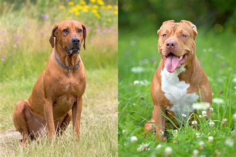 Rhodesian Ridgeback Pitbull Mix Info, Pictures, Facts, FAQs & More