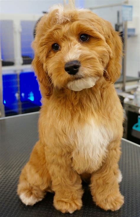 Parky - Cockapoo Puppy | dogs | Pinterest | Cockapoo puppies, Cockapoo ...